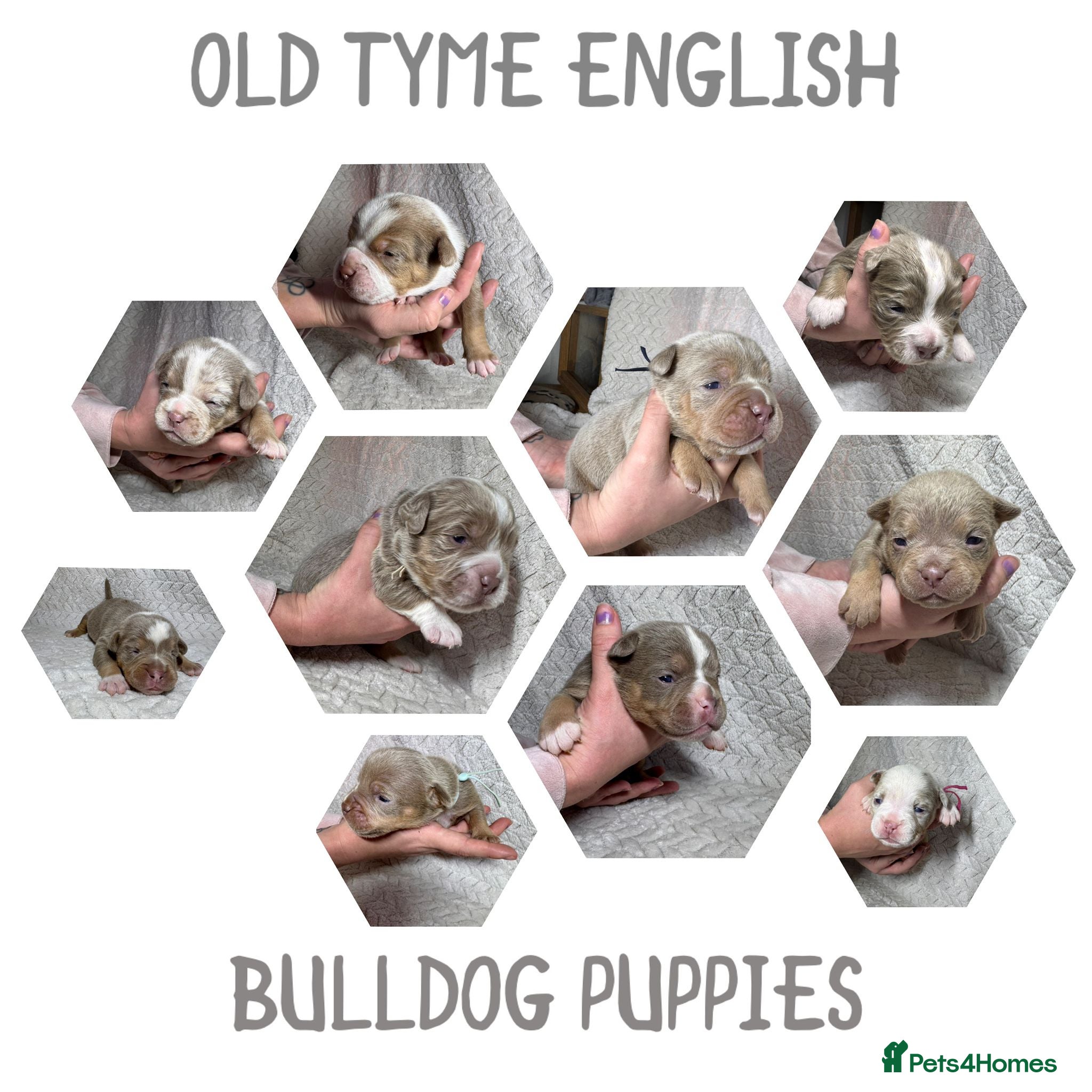 Old Tyme Bulldog dogs beautiful olde tyme bulldog puppies  - Advert 10