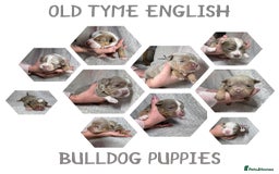 Old Tyme Bulldog dogs for sale: beautiful olde tyme bulldog puppies  - Advert 1