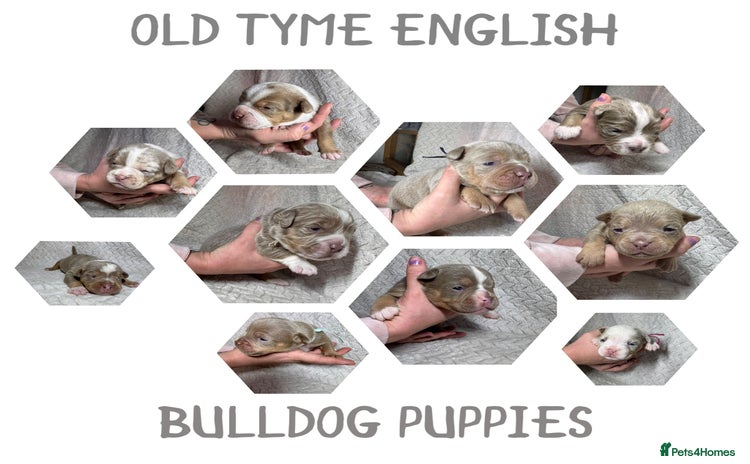 Old Tyme Bulldog dogs beautiful olde tyme bulldog puppies  - Advert 1
