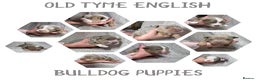 Old Tyme Bulldog dogs for sale: beautiful olde tyme bulldog puppies  - Advert 1
