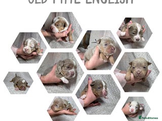 Old Tyme Bulldog dogs beautiful olde tyme bulldog puppies - Advert 1