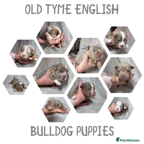 Old Tyme Bulldog dogs beautiful olde tyme bulldog puppies - Advert 1