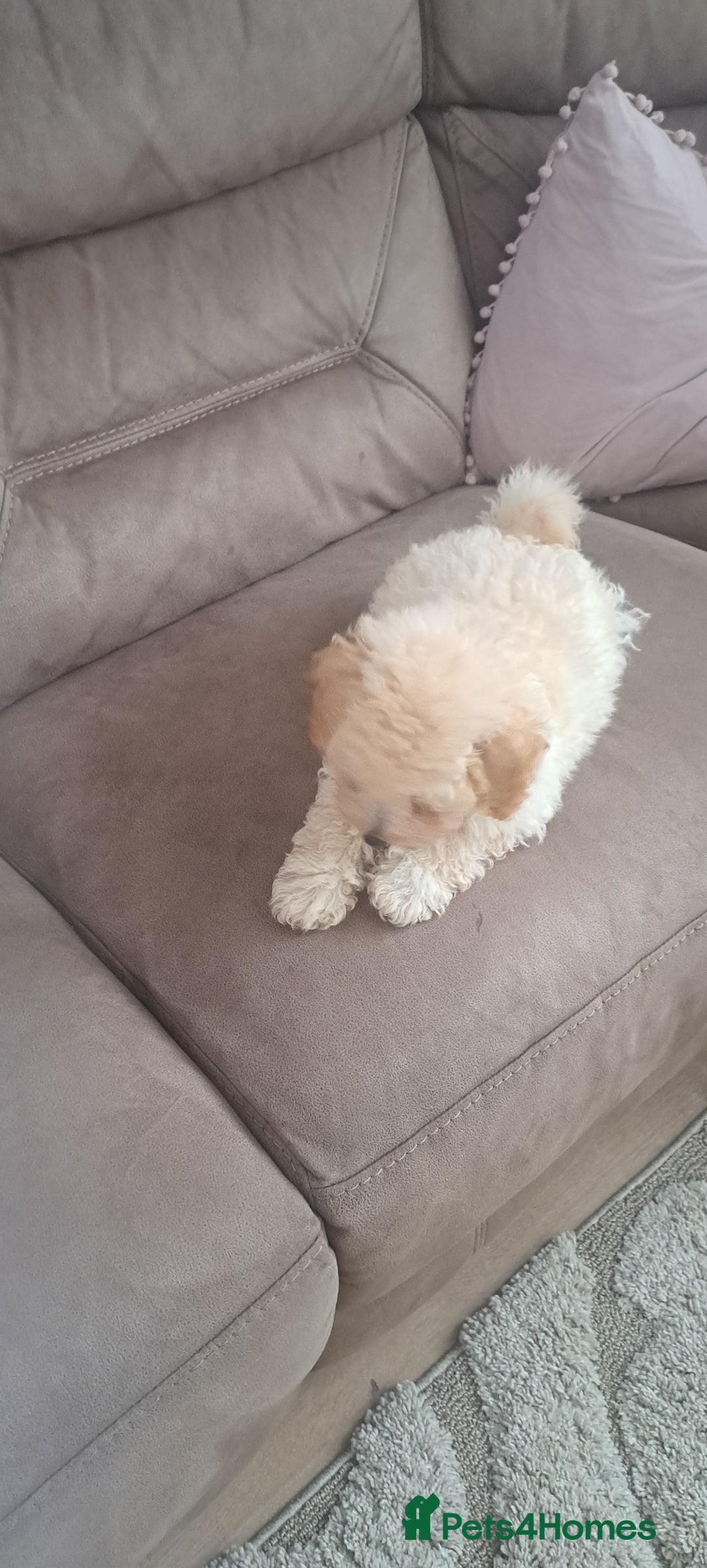 Toy Poodle dogs for sale: Toy male poodle - Advert 5