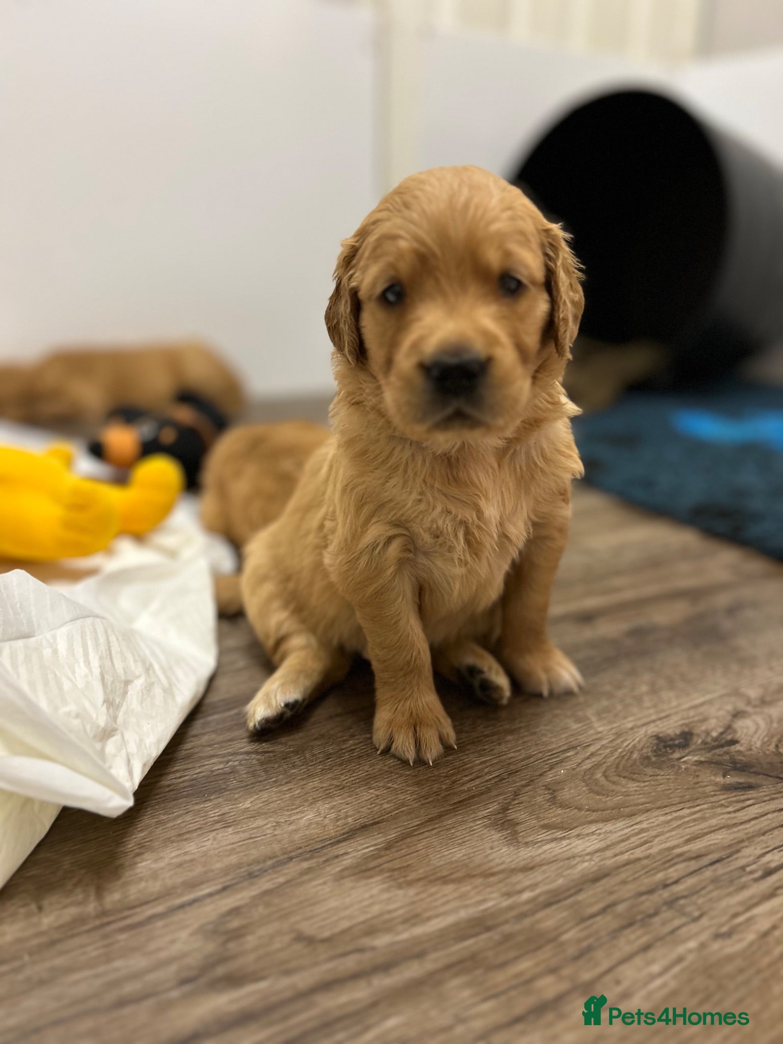 Golden Retriever dogs Beautiful litter of dark red golden retriever pups - Advert 1