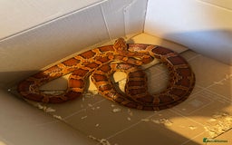 Corn Snake reptiles for sale: Corn Snake and Full Setup (£3), URGENT REHOMING - Image 4