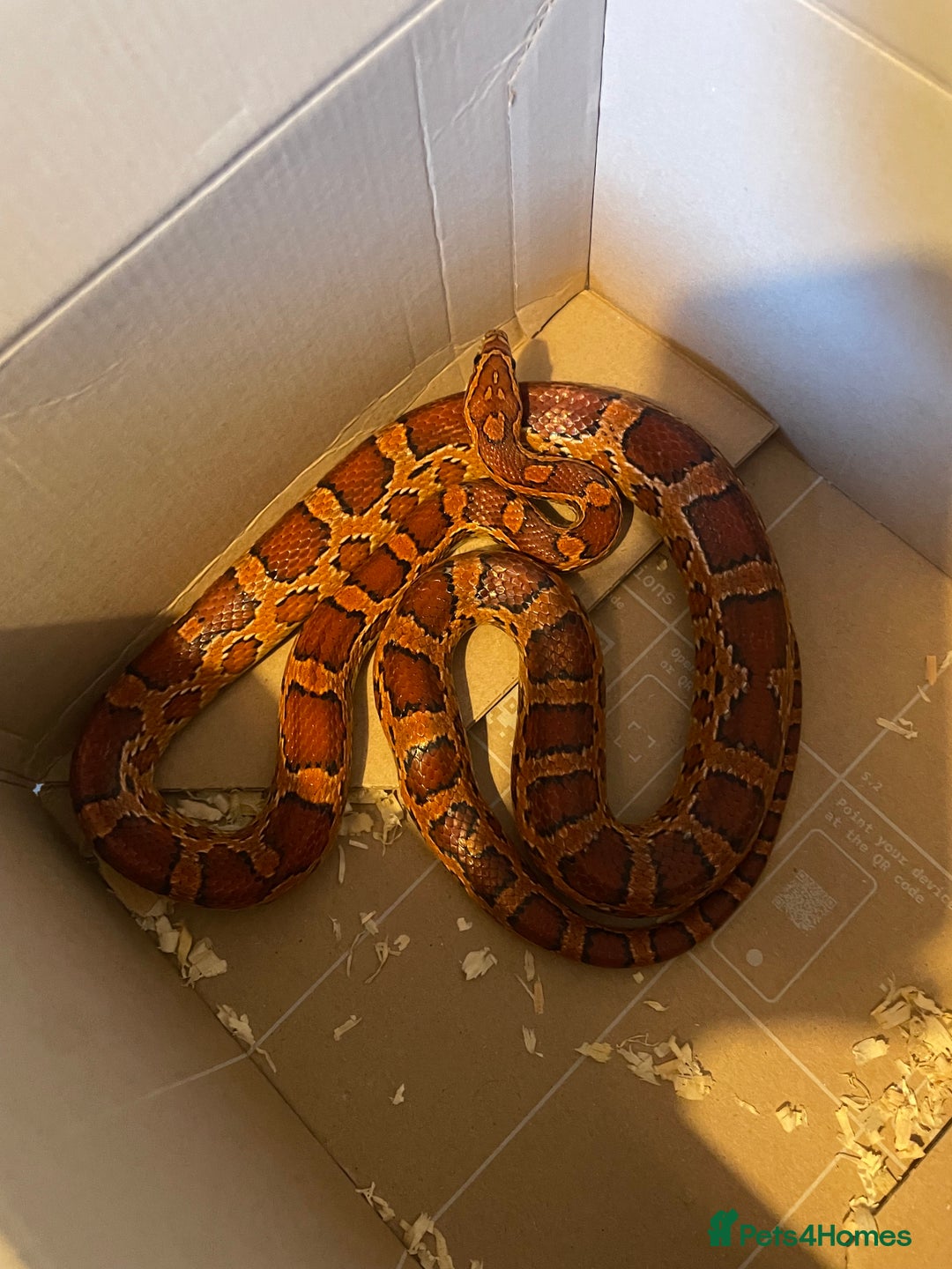 Corn Snake reptiles for sale: Corn Snake and Full Setup (£3), URGENT REHOMING - Image 4