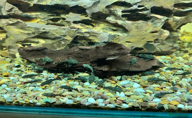 Plecos fish - Advert 2