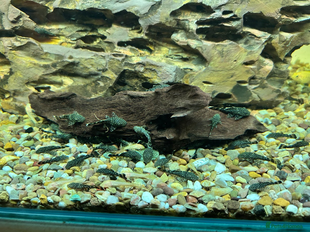 Plecos fish for sale: Juvenile Bristlenose Plecos  - Image 1