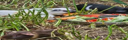 Guinea Pig rodents for sale: 8 male guinea pigs  - Advert 10