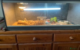 Lizard reptiles for sale: Female Collared Lizzard +Full set up - Image 1