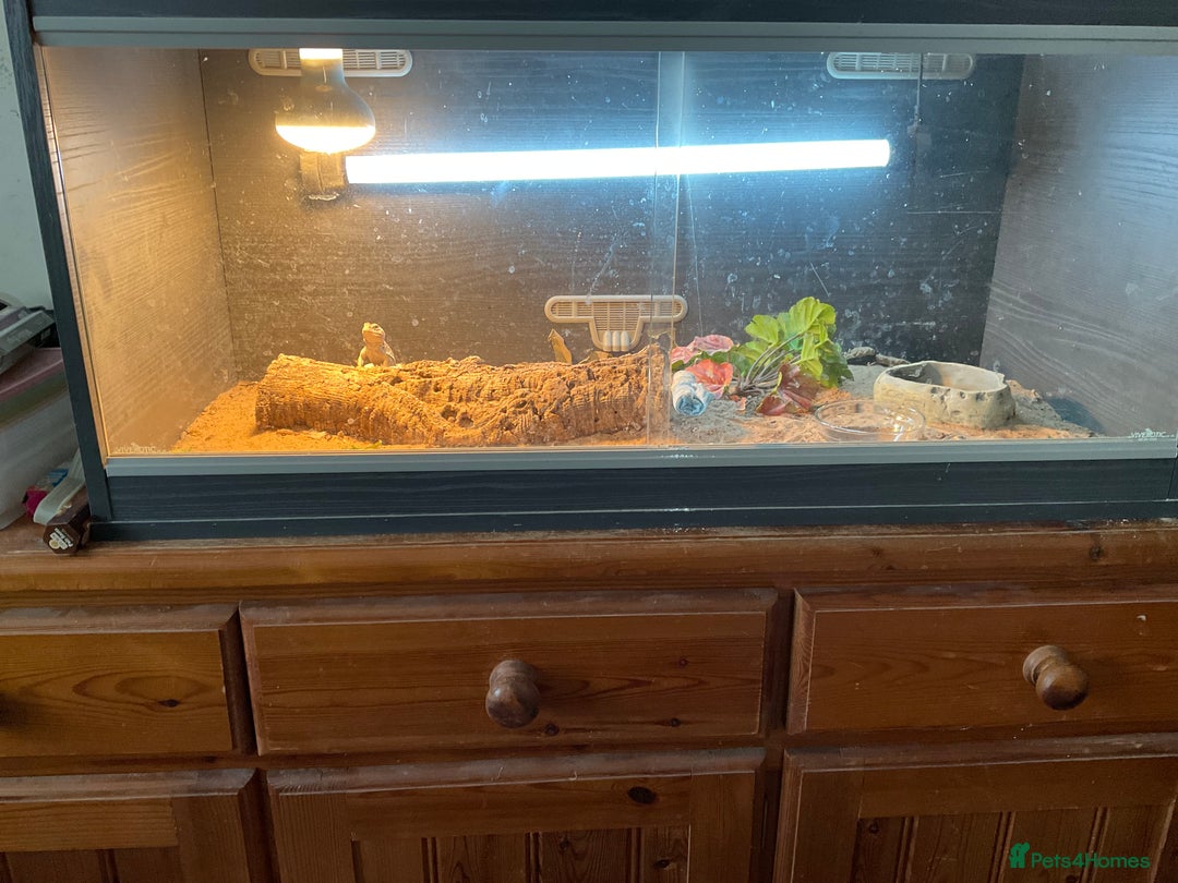 Lizard reptiles for sale: Female Collared Lizzard +Full set up - Image 1