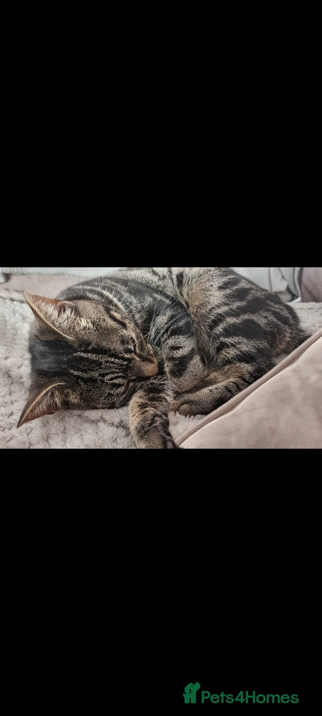 British Shorthair cats for sale: 2 loving cats in Scarborough - Image 1