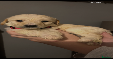 Labradoodle dogs Standard labradoodles multigenerational  - Advert 8