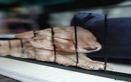 Labradoodle dogs for sale: Labradoodle double doodle pups ready 9th November  - Image 9