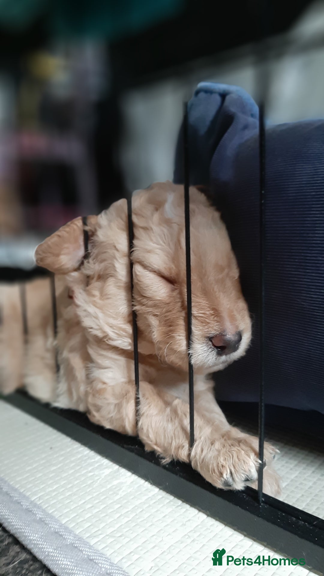 Labradoodle dogs for sale: Labradoodle double doodle pups ready 9th November  - Image 9