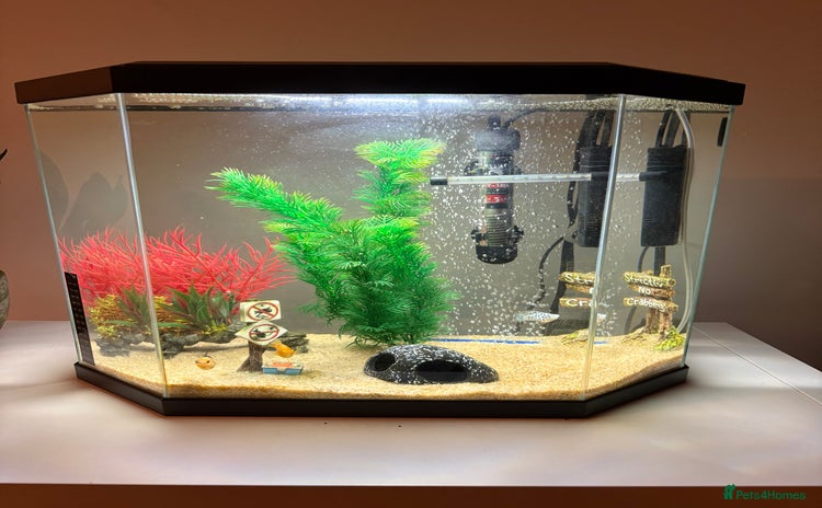 Mollies fish - Advert 7