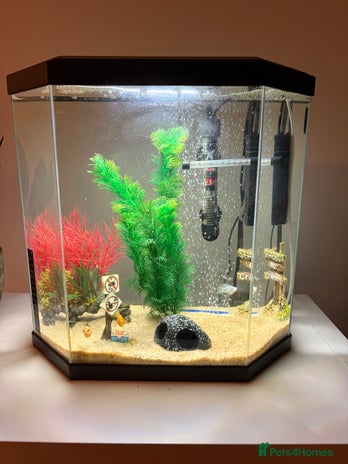 Mollies fish - Advert 7