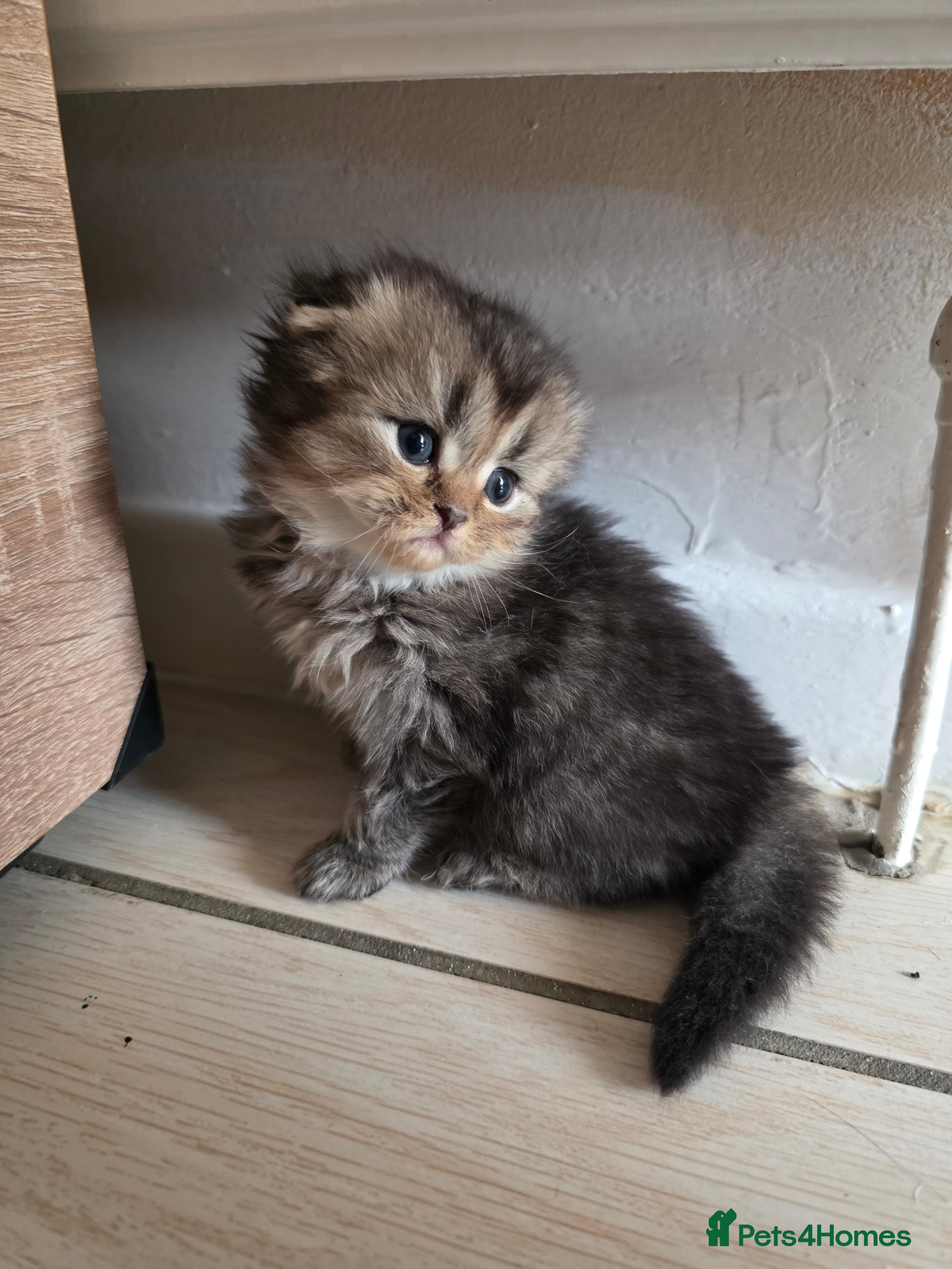 Scottish Fold cats Beautiful Scottish Fold Kittens  - Advert 2