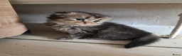 Scottish Fold cats for sale: Only 2 left!! Beautiful Scottish Fold Kittens  - Advert 26