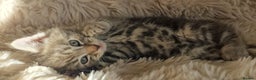 Maine Coon cats for sale: MAINE COONE KITTENS POLYDACTYL&NON POLYDACTYL   - Advert 20