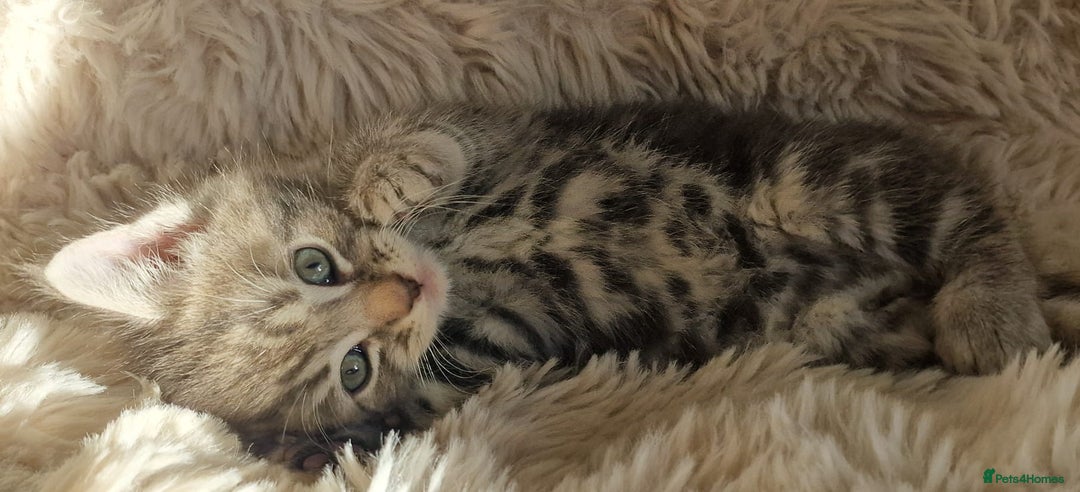 Maine Coon cats for sale: MAINE COONE KITTENS POLYDACTYL&NON POLYDACTYL   - Advert 20