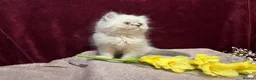 Persian cats for sale: 3 CHEEKY COLOURPOINT PERSIAN BOYS (READY FRI 17TH) - Advert 10