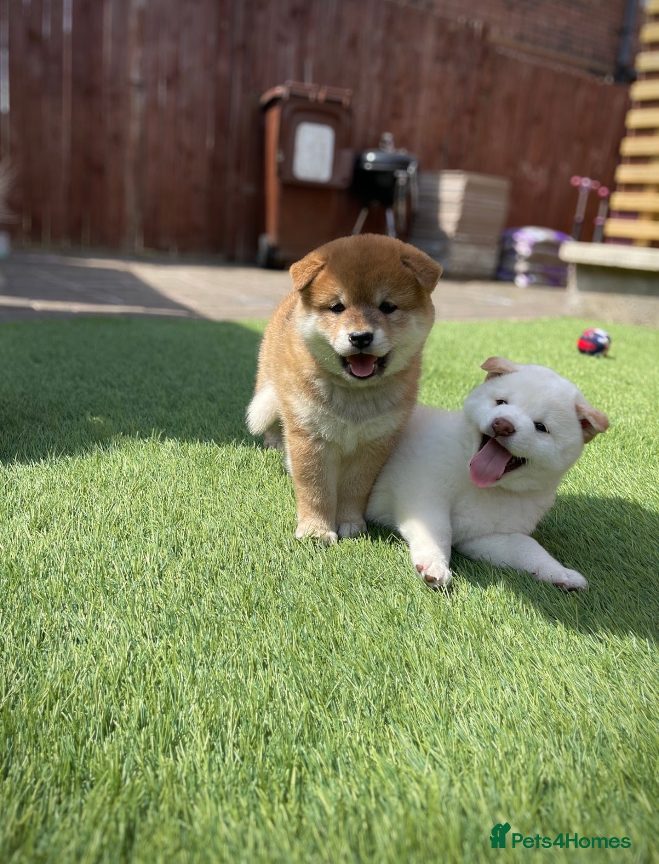 Japanese Shiba Inu dogs KC registered Japanese Shiba Inu puppies - Advert 1