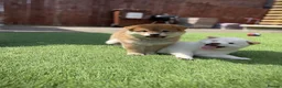 Japanese Shiba Inu dogs for sale: KC registered Japanese Shiba Inu puppies - Advert 7