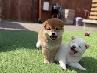 Japanese Shiba Inu dogs KC registered Japanese Shiba Inu puppies - Advert 3