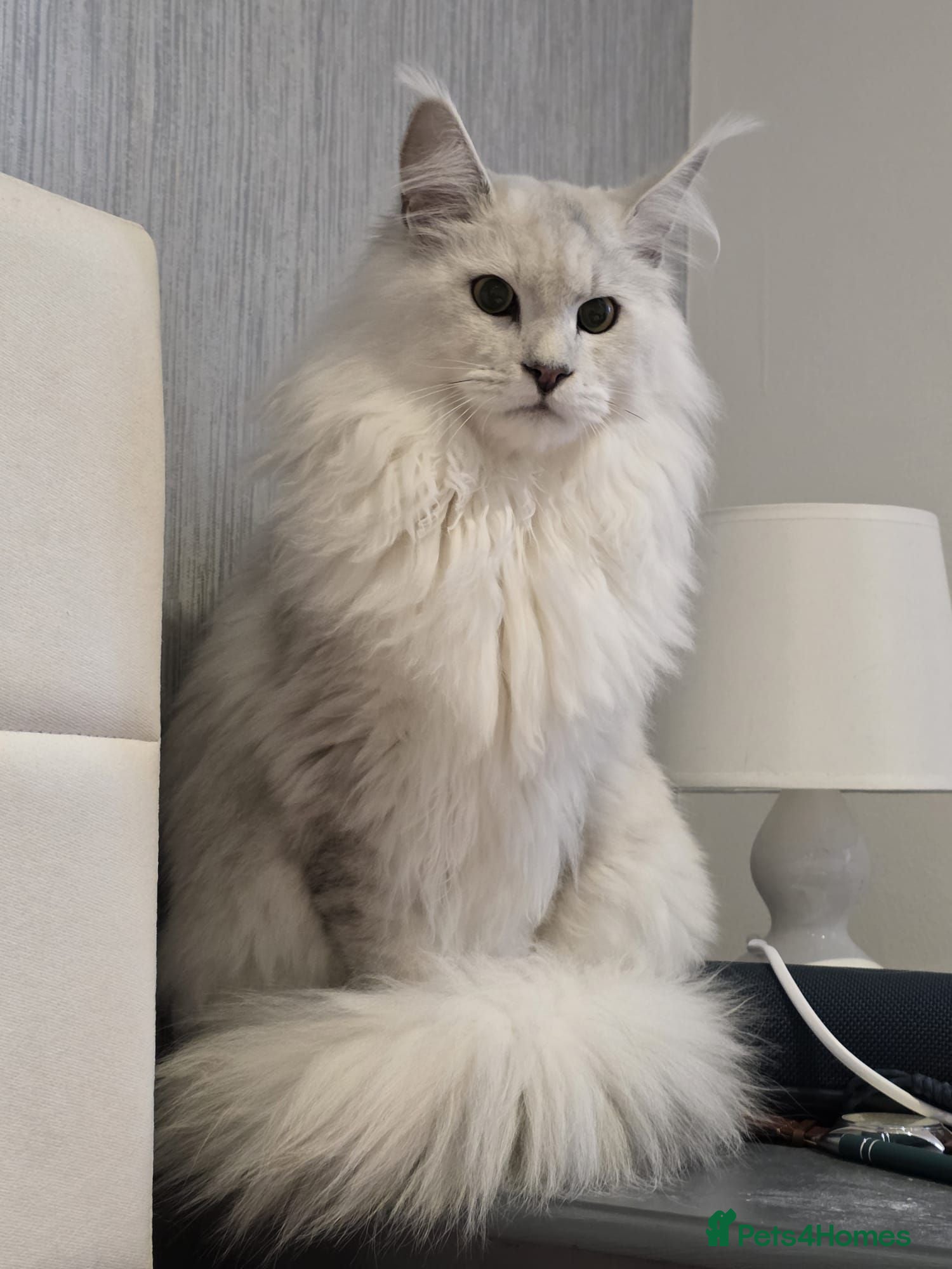 Maine Coon cats  RARELY LION KING - Advert 4