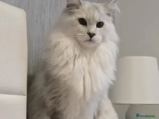 Maine Coon cats RARELY LION KING - Advert 4