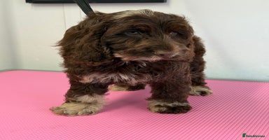 Cockapoo dogs - Advert 4