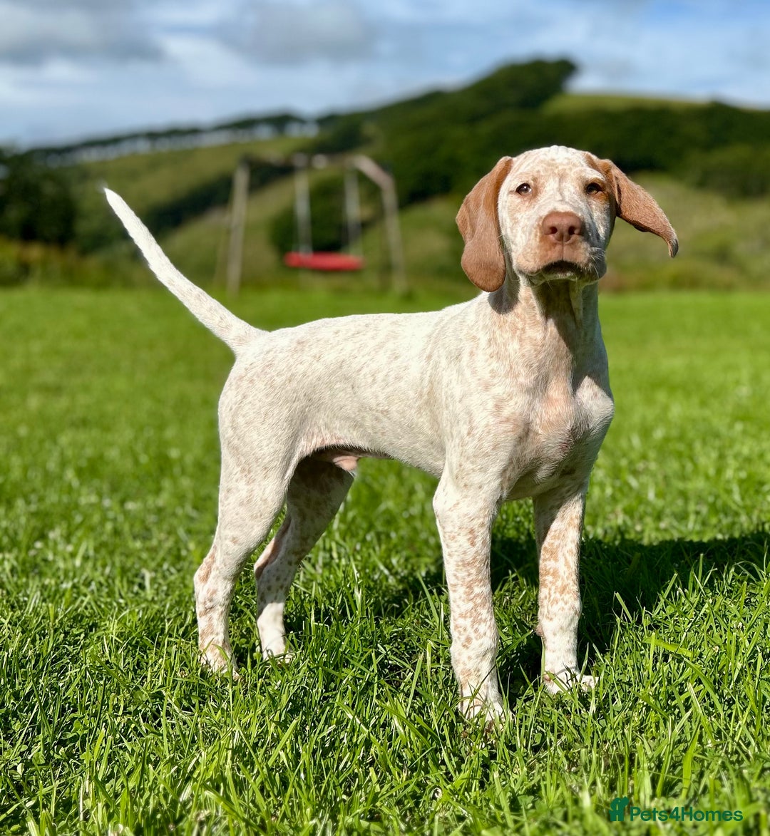 German Shorthaired Pointer dogs for sale: Braque Du Bourbonnais 🇫🇷 French Pointer - Image 10