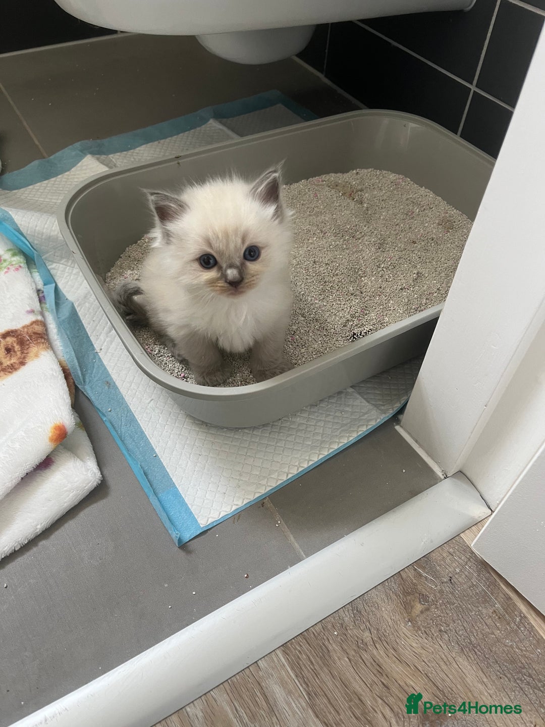 Ragdoll cats for sale: Stunning Bluepoint Ragdoll kittens!  - Image 10
