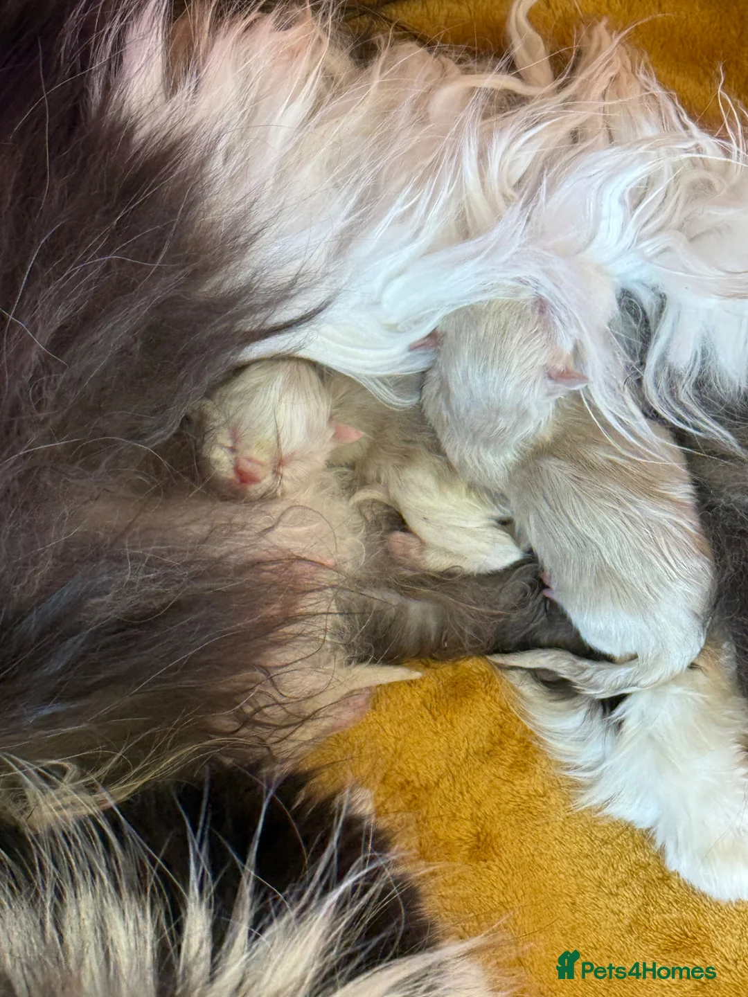 Persian cats for sale: GCCF registered colourpoint Persian kittens 💙 - Advert 2
