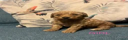 Poochon dogs for sale: F1B poochon puppies  - Advert 5
