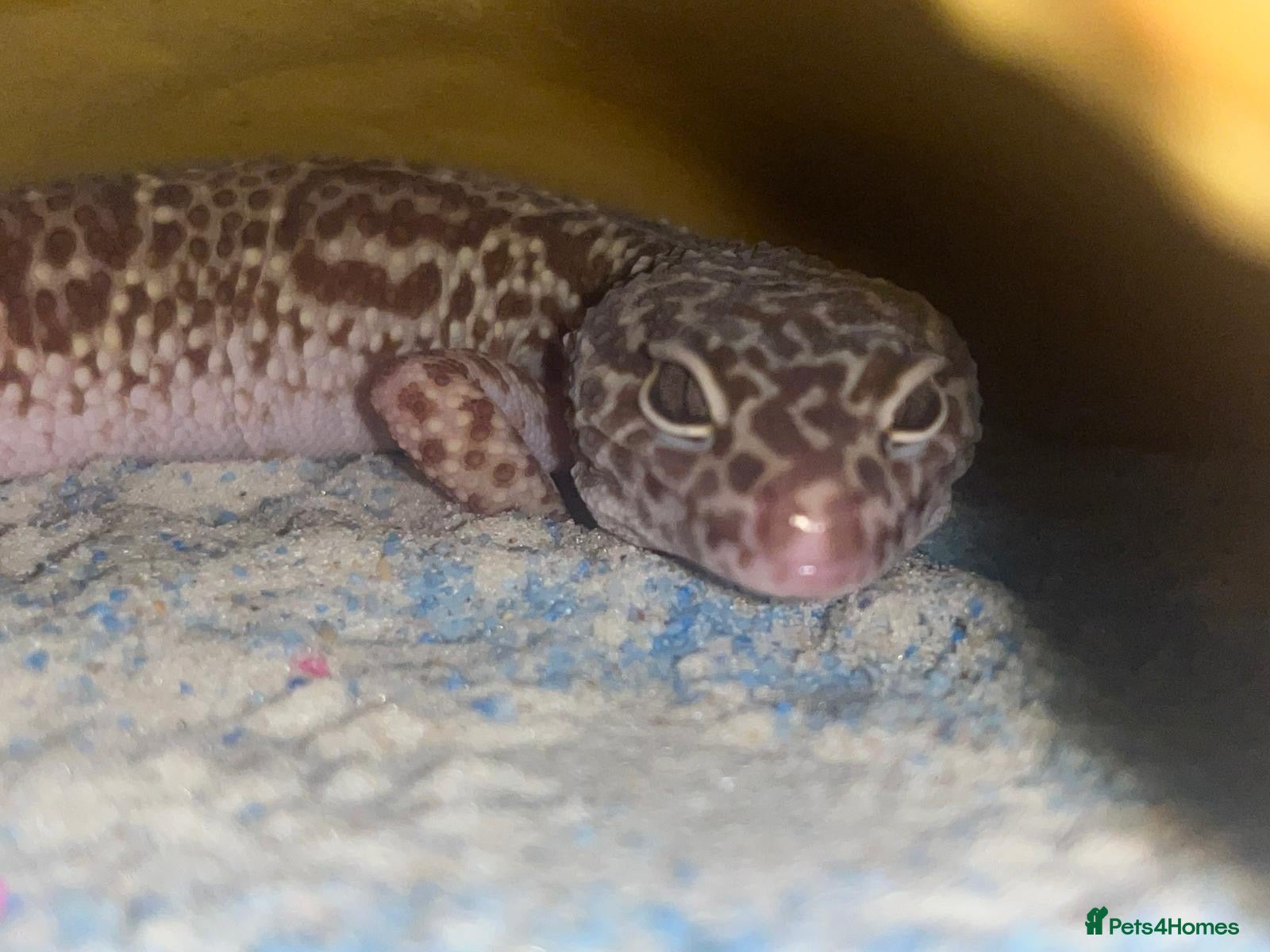 Leopard Gecko reptiles Leopard ghecko  - Advert 1