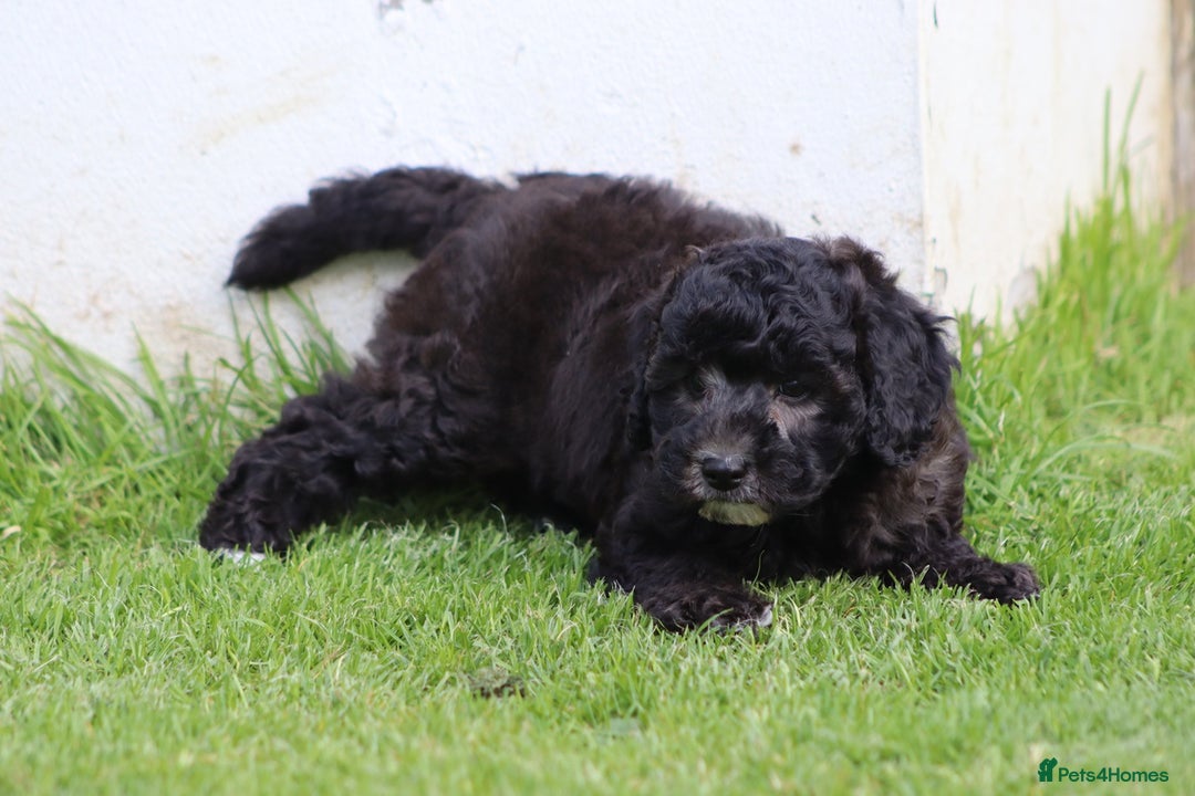 Cavapoochon dogs for sale: Beautiful Cavapoochon female puppy for sale - Image 5