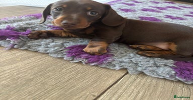 Miniature Dachshund dogs - Advert 1