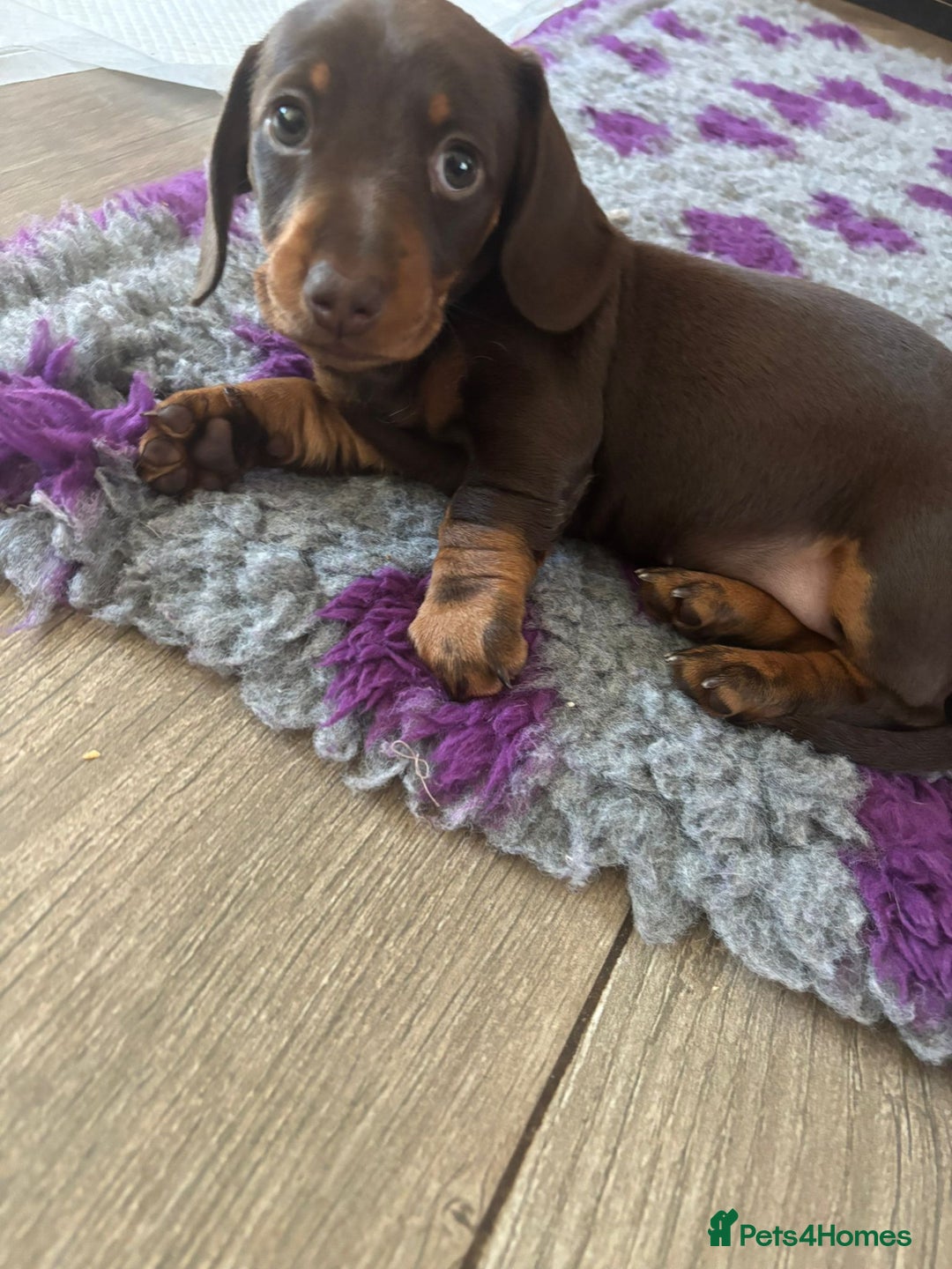 Miniature Dachshund dogs for sale: 3 gorgeous Chocolate and tan Girls  - Image 2