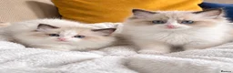 Ragdoll cats for sale: GORGEOUS TICA REGISTERED KITTENS  - Advert 9