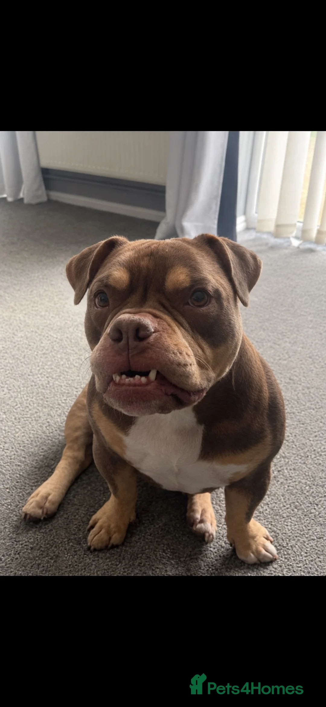 American Bulldog dogs for sale: My beautiful kola in Norwich - Advert 2