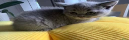 British Shorthair cats for sale: STUNNING BRITISH SHORTHAIR GIRLS REGISTERED - Advert 5
