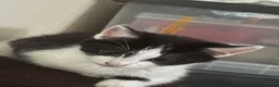 Mixed Breed cats for sale: 2 black and white female kittens £50 each   - Advert 3