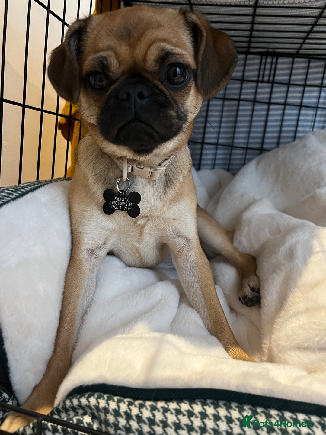 Mixed Breed dogs for sale: Jug for sale - Image 8