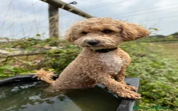 Poochon dogs for sale: Toy Poochons  - Advert 1