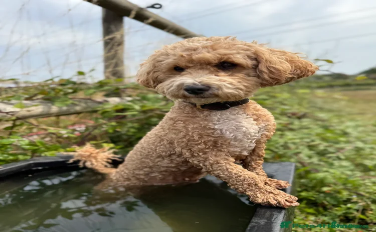 Poochon dogs Toy Poochons  - Advert 14