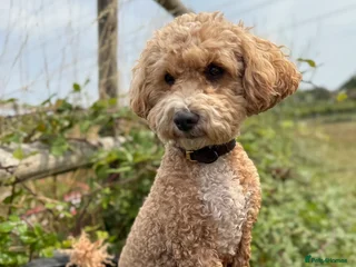 Poochon dogs Toy Poochons - Advert 2