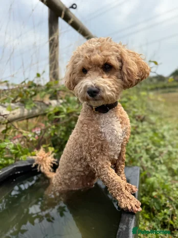 Poochon dogs Toy Poochons - Advert 1