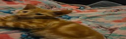 Mixed Breed cats for sale: 7 beautiful kittens - Advert 10